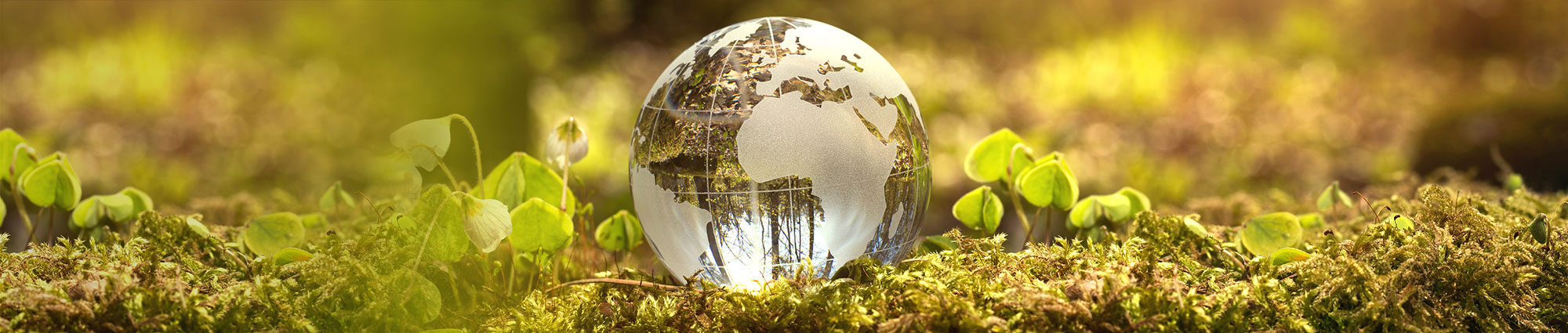 Globe in soil and leaves