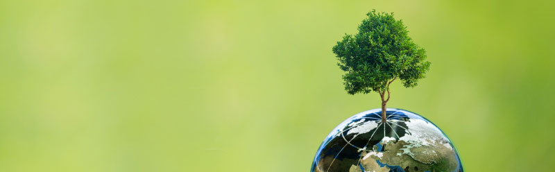 Albero che cresce dalla Terra